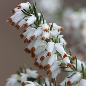 Erica carnea f. alba Whitehall