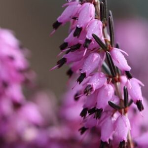 Erica × darleyensis Furzey