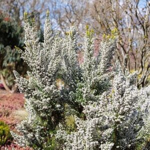 Erica × veitchii Gold Tips