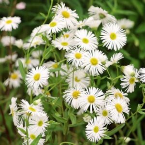Erigeron Schneewittchen