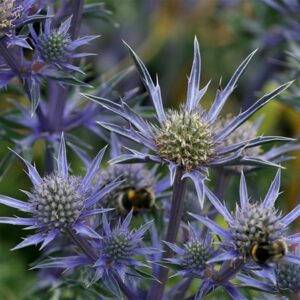 Eryngium bourgatii Picos Amethyst ('Mackpam') (PBR)