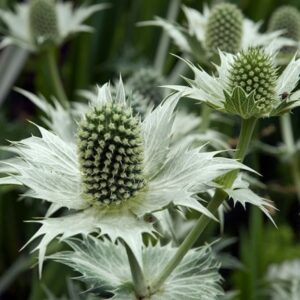 Eryngium giganteum