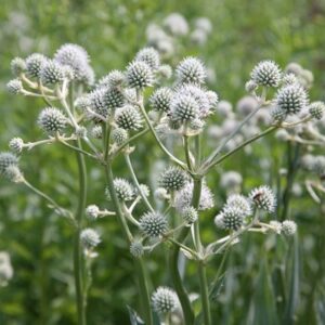 Eryngium yuccifolium