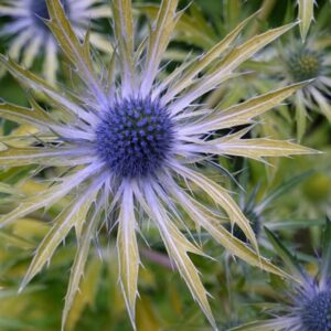 Eryngium × zabelii Neptune's Gold (PBR)
