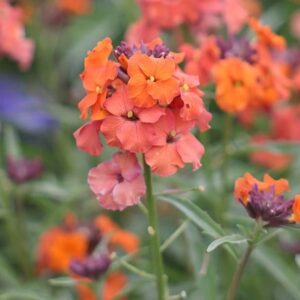 Erysimum Apricot Twist