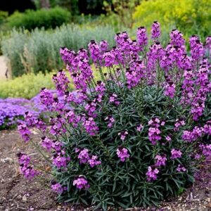 Erysimum Bowles's Mauve