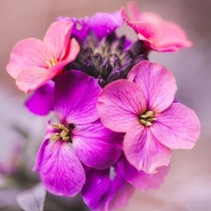Erysimum Constant Cheer