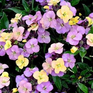 Erysimum Night Skies (Sky Series)