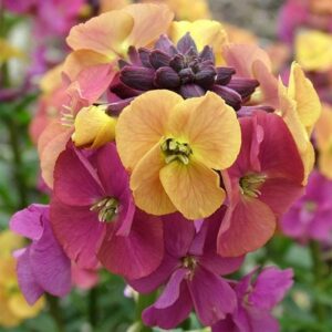 Erysimum Paint Box (Artist Series)