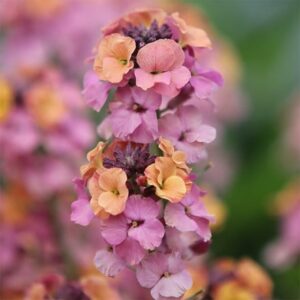 Erysimum Pastel Patchwork