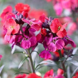 Erysimum Red Jep