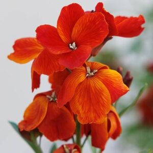 Erysimum cheiri Fire King