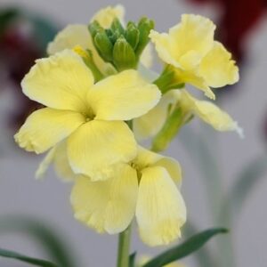 Erysimum cheiri Primrose Dame