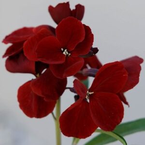 Erysimum cheiri Vulcan