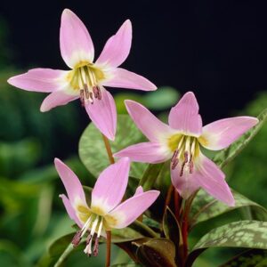 Erythronium dens-canis