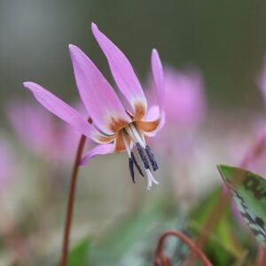Erythronium dens-canis Old Aberdeen