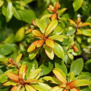 Escallonia Glowing Embers ('Lowat21') (PBR)