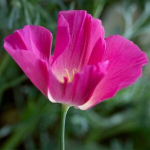 Eschscholzia californica Carmine King