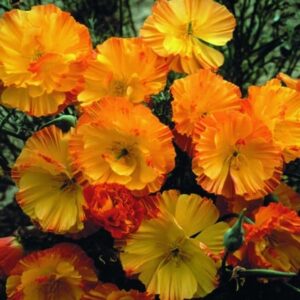 Eschscholzia californica Mission Bells