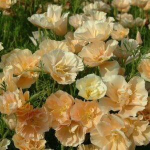 Eschscholzia californica Peach Sorbet