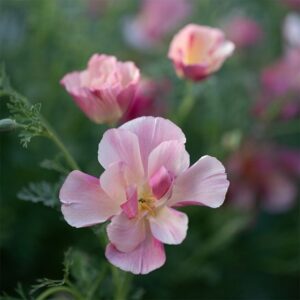 Eschscholzia californica Thai Silk Appleblossom Chiffon (Thai Silk Series)