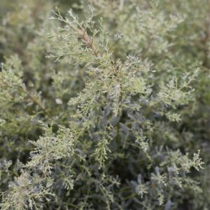 Eucalyptus gunnii France Bleu ('Rengun') (PBR)