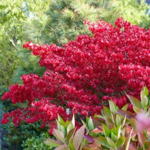 Euonymus alatus