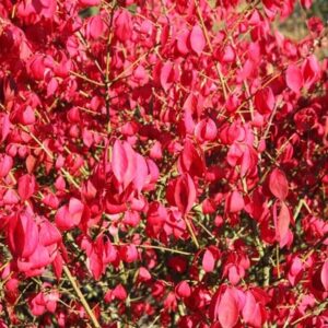 Euonymus alatus Compactus