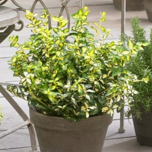 Euonymus fortunei Blondy ('Interbolwi') (PBR)