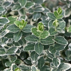 Euonymus fortunei Emerald Gaiety