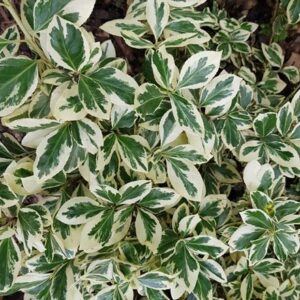 Euonymus fortunei Silver Queen