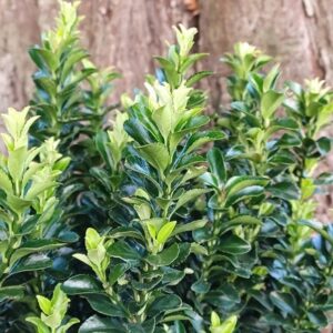 Euonymus japonicus Green Rocket