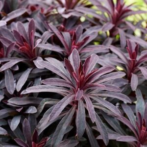 Euphorbia Miners Merlot (PBR)