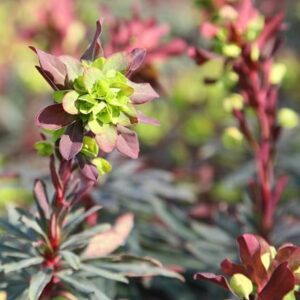Euphorbia amygdaloides Purpurea