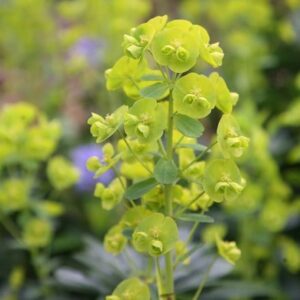 Euphorbia amygdaloides var. robbiae