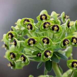 Euphorbia characias Black Pearl