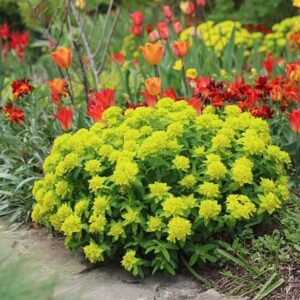 Euphorbia epithymoides