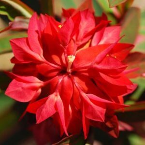 Euphorbia griffithii Fireglow