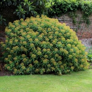 Euphorbia mellifera