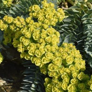 Euphorbia myrsinites