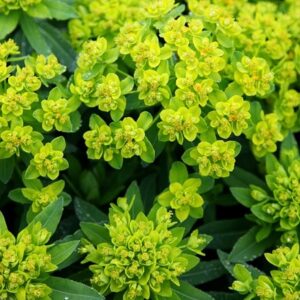 Euphorbia palustris