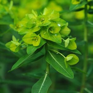 Euphorbia wallichii