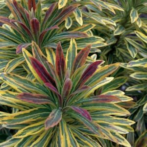 Euphorbia × martini Ascot Rainbow (PBR)
