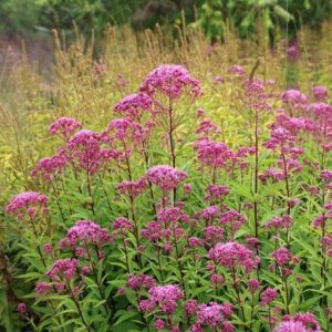 Eutrochium maculatum (Atropurpureum Group) Purple Bush
