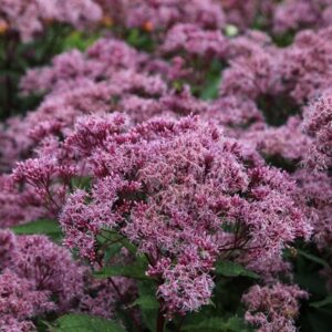 Eutrochium maculatum (Atropurpureum Group) Riesenschirm