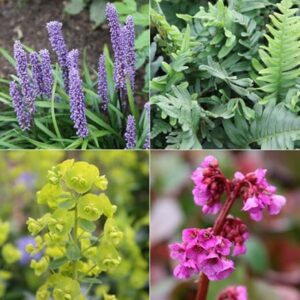Evergreen groundcover mini-border collection