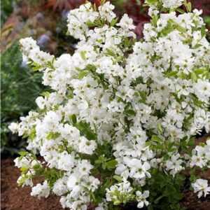 Exochorda × macrantha Niagara (PBR)