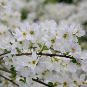 Exochorda × macrantha The Bride
