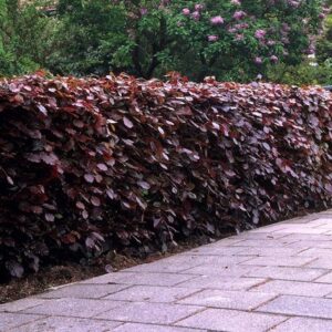 Fagus sylvatica Atropurpurea Group