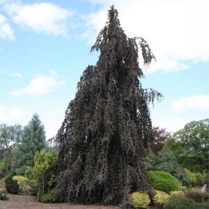 Fagus sylvatica Purple Fountain